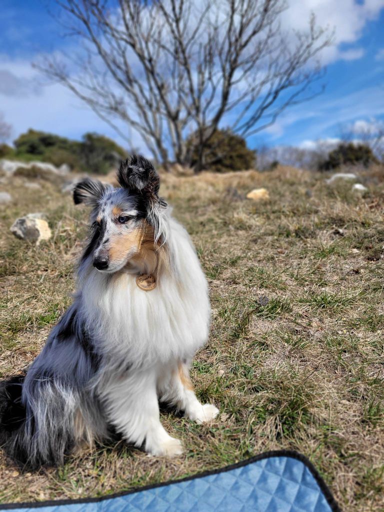 des Crocs de Provence - C.A.E.S.C. et Passagility pour Shiro