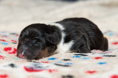 des Crocs de Provence - Les chiots de J'imagine et Luke Skywalker sont nés