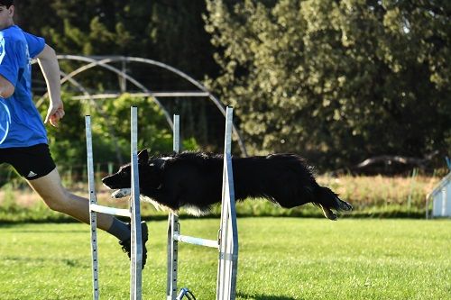 des Crocs de Provence - Concours d'agility de Fos sur Mer