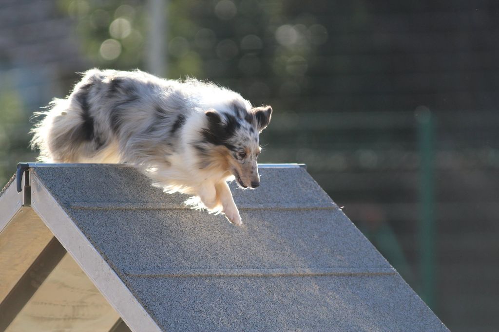 des Crocs de Provence - Concours d'agility des Cadeou