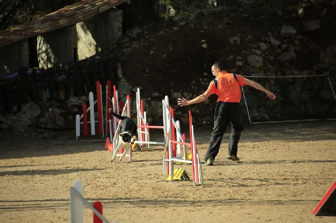 des Crocs de Provence - Concours d'agility de Monaco