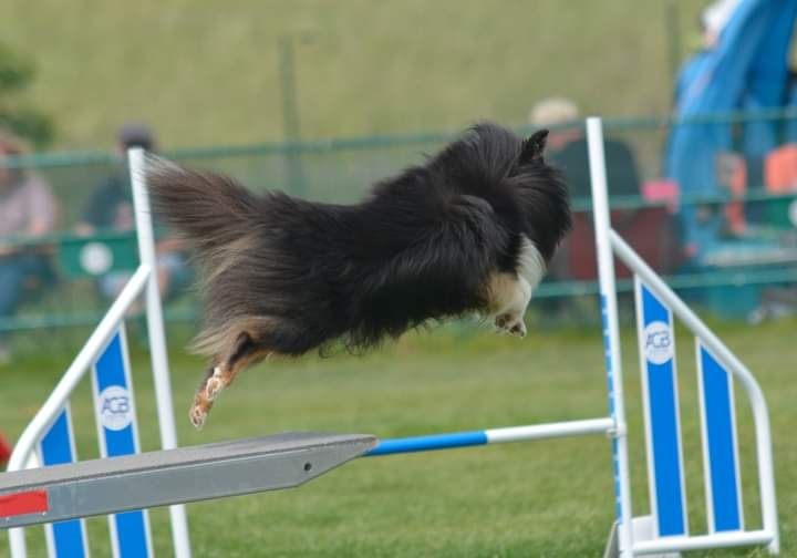 des Crocs de Provence - Concours d'agility de Cabrières