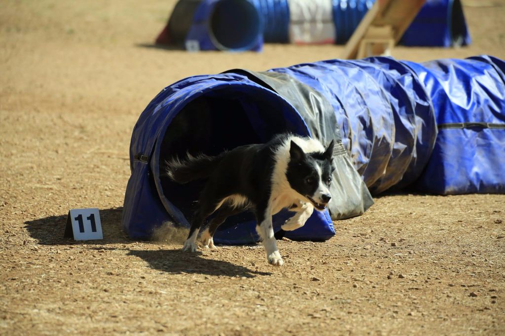 des Crocs de Provence - Concours d'agility de Garéoult