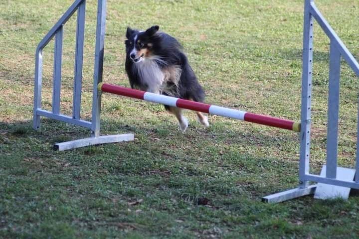 des Crocs de Provence - Brevet d'agility pour Madness