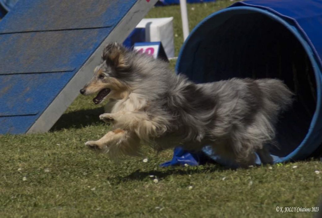 des Crocs de Provence - June au Championnat de France d'agility des Bergers des Shetland