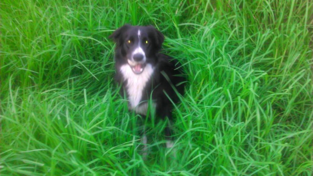 des Crocs de Provence - Saba est partie rejoindre le paradis des chiens