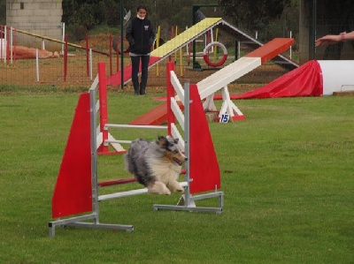 des Crocs de Provence - Concours d'agility de Mouriès