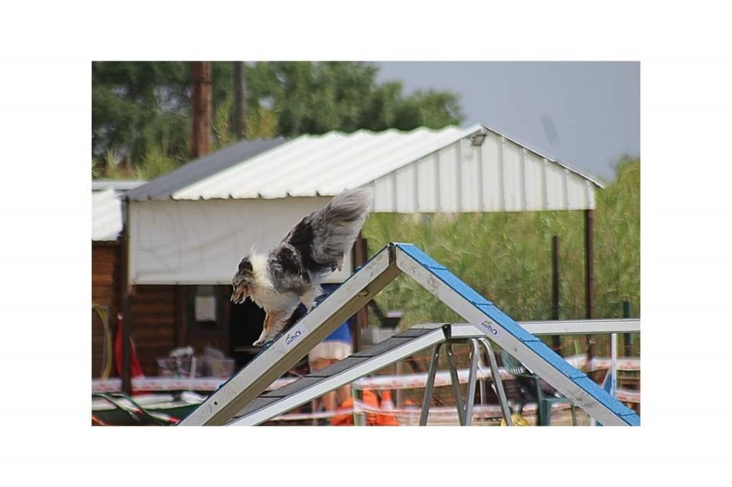 des Crocs de Provence - Concours d'agility de l'Isle sur Sorgues