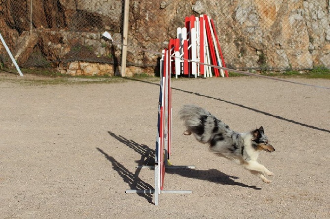 des Crocs de Provence - Concours d'agility de Monaco