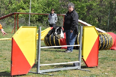 des Crocs de Provence - Concours d'agility de Marignane