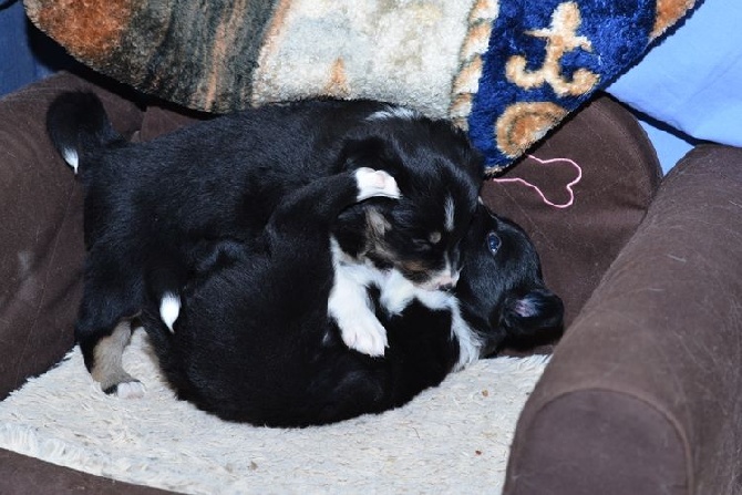 des Crocs de Provence - Les chiots ont 1 mois