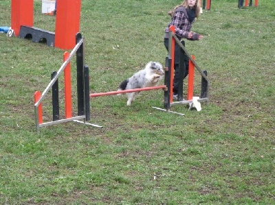 des Crocs de Provence - 1er concours d'agility de First Lady