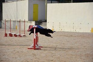 des Crocs de Provence - Concours d'agility de Manosque