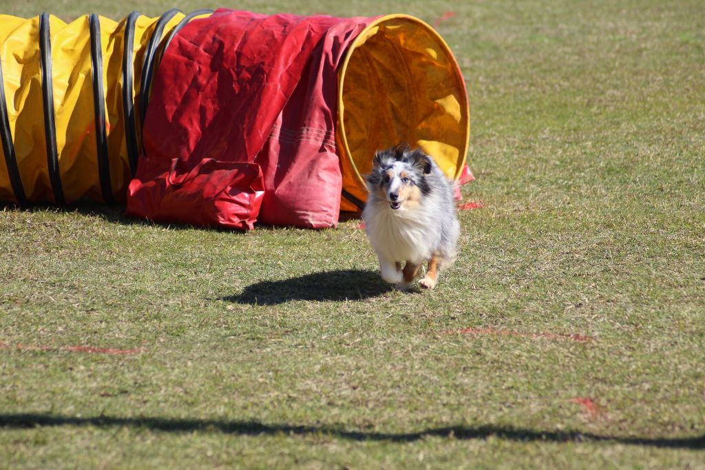 des Crocs de Provence - Concours d'agility de Saint Martin de Crau