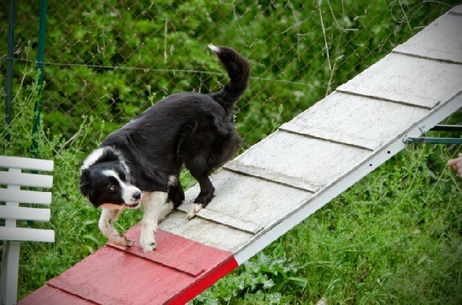 des Crocs de Provence - Concours d'agility de Marignane