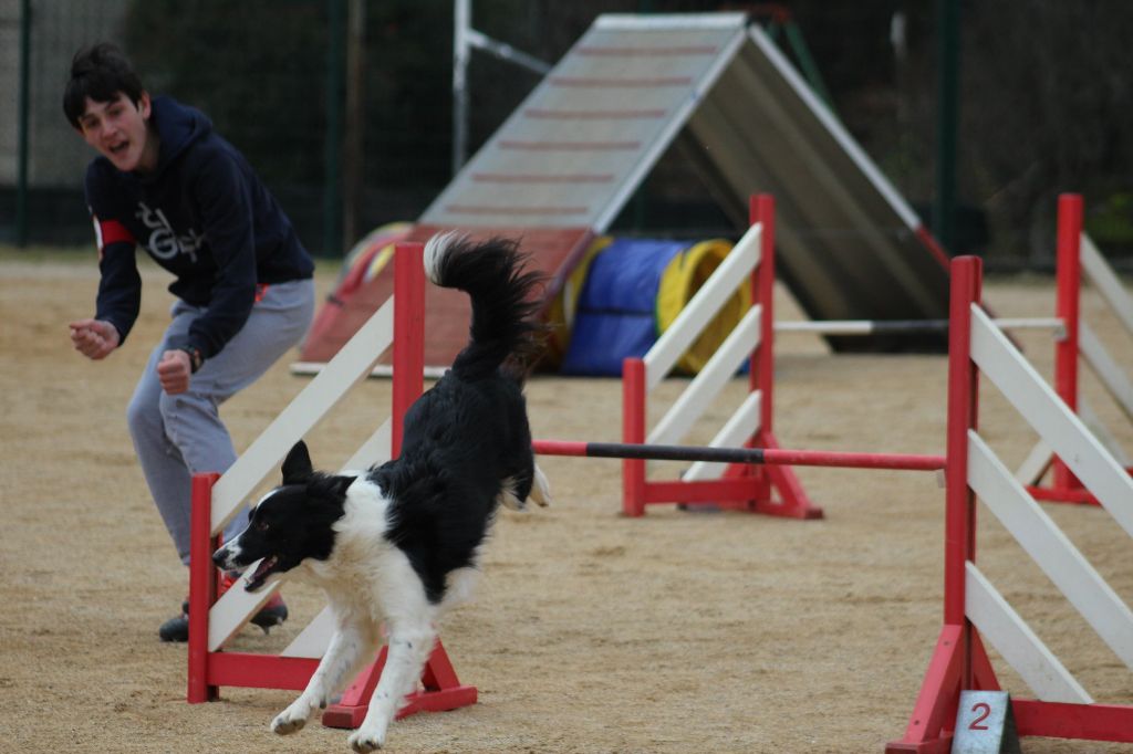 des Crocs de Provence - Concours d'agility de Tarascon