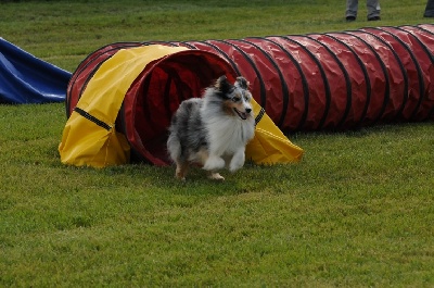 des Crocs de Provence - Concours d'agility de Mézel