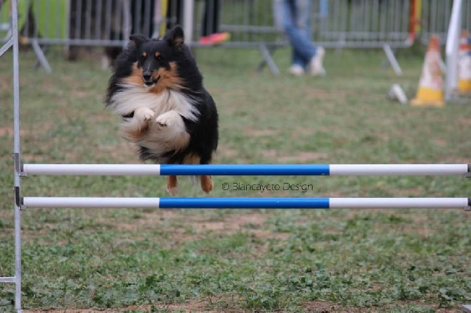 des Crocs de Provence - Concours d'agility d'Aix en Provence