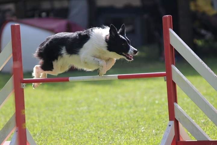 des Crocs de Provence - Concours d'agility de Miramas