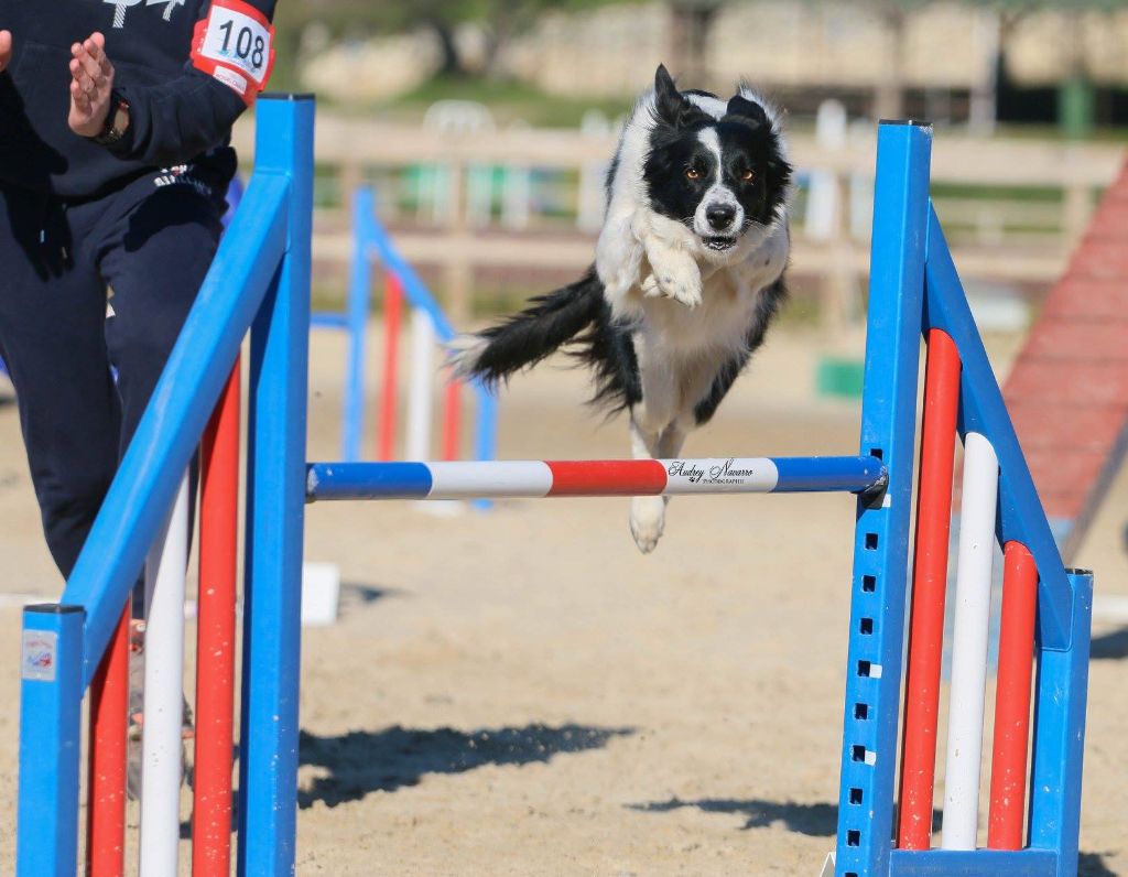 des Crocs de Provence - Concours d'agility de Villy le Pelloux