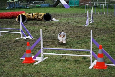 des Crocs de Provence - Concours d'agility de Marignane