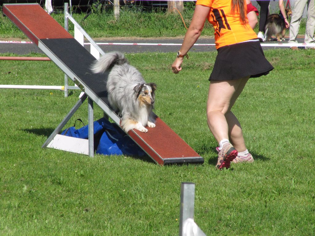 des Crocs de Provence - Championnat de France d'agility Bergers des Shetland