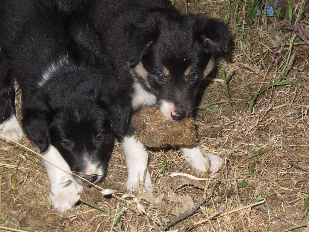 des Crocs de Provence - Les chiots ont eu 6 semaines