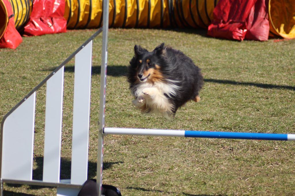 des Crocs de Provence - Championnat de France d'agility Grade 2 pour Iakari