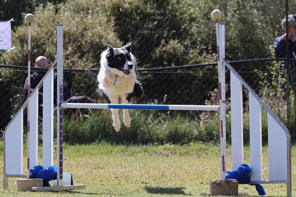 des Crocs de Provence - Concours d'agility de Marignane