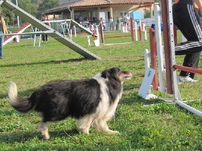 des Crocs de Provence - Concours d'agility d'Educ'agyl