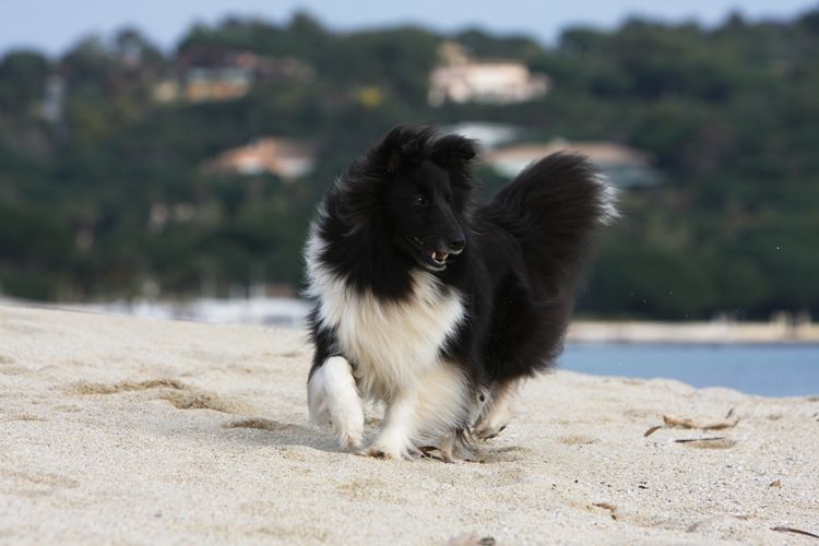 des Crocs de Provence - Concours d'agility de Tarascon