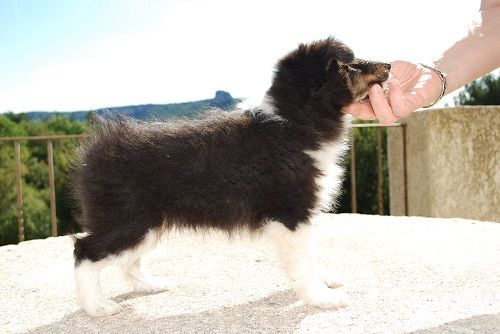 des Crocs de Provence - Les chiots de J'imagine et Matthew ont eu 7 semaines