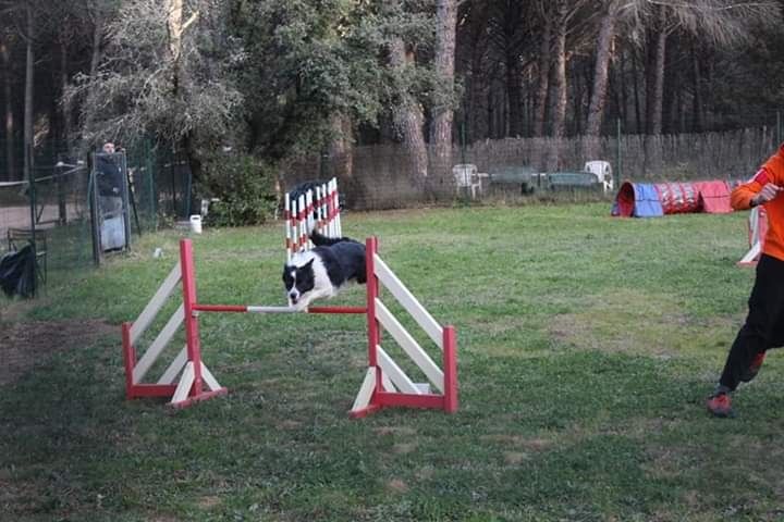 des Crocs de Provence - Concours d'agility de Cuers