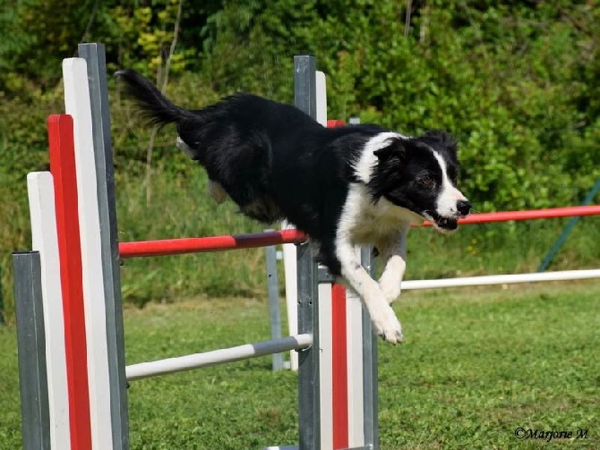 des Crocs de Provence - Concours d'agility de Mézel