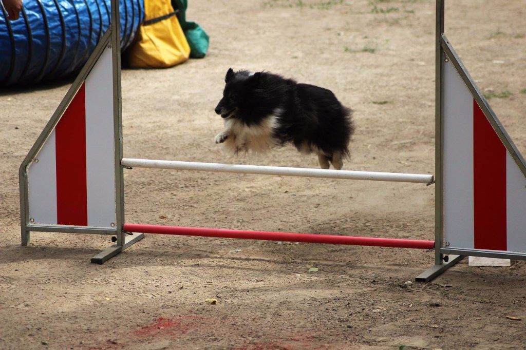 des Crocs de Provence - Concours d'agility de Briançon