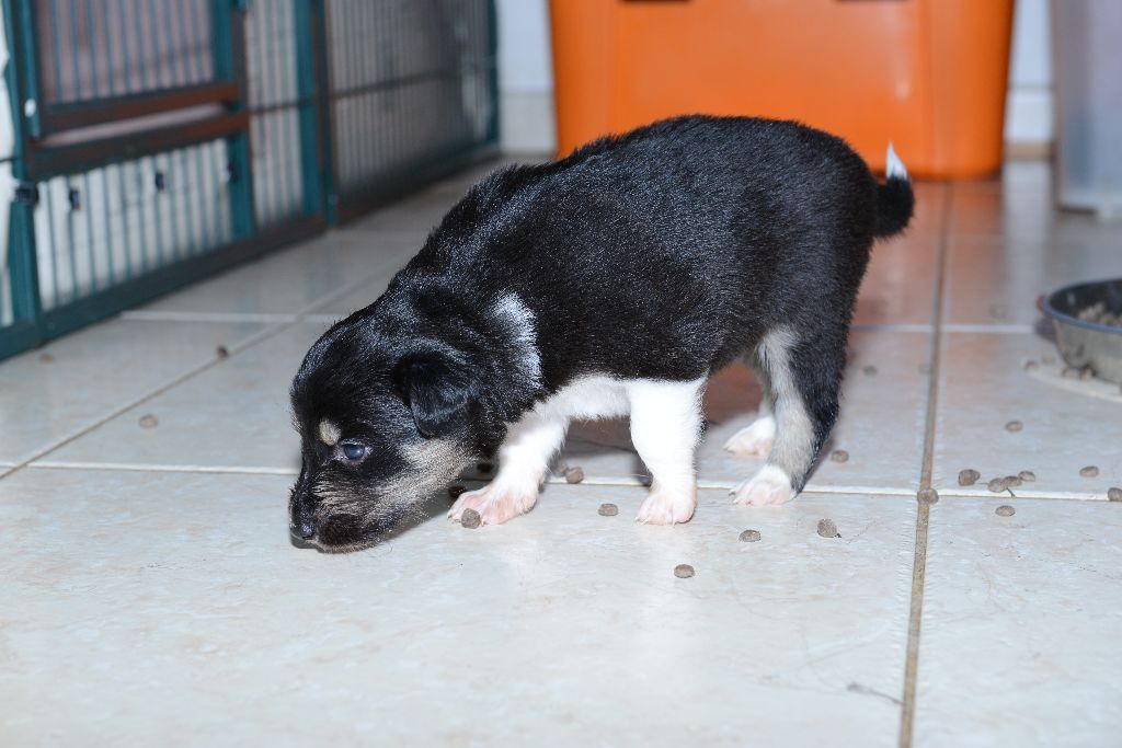 des Crocs de Provence - Les chiots de Ippon et Djic ont 3 semaines