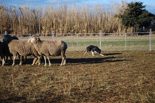 des Crocs de Provence - On en stage troupeau