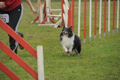 des Crocs de Provence - Concours d'agility de Marignane