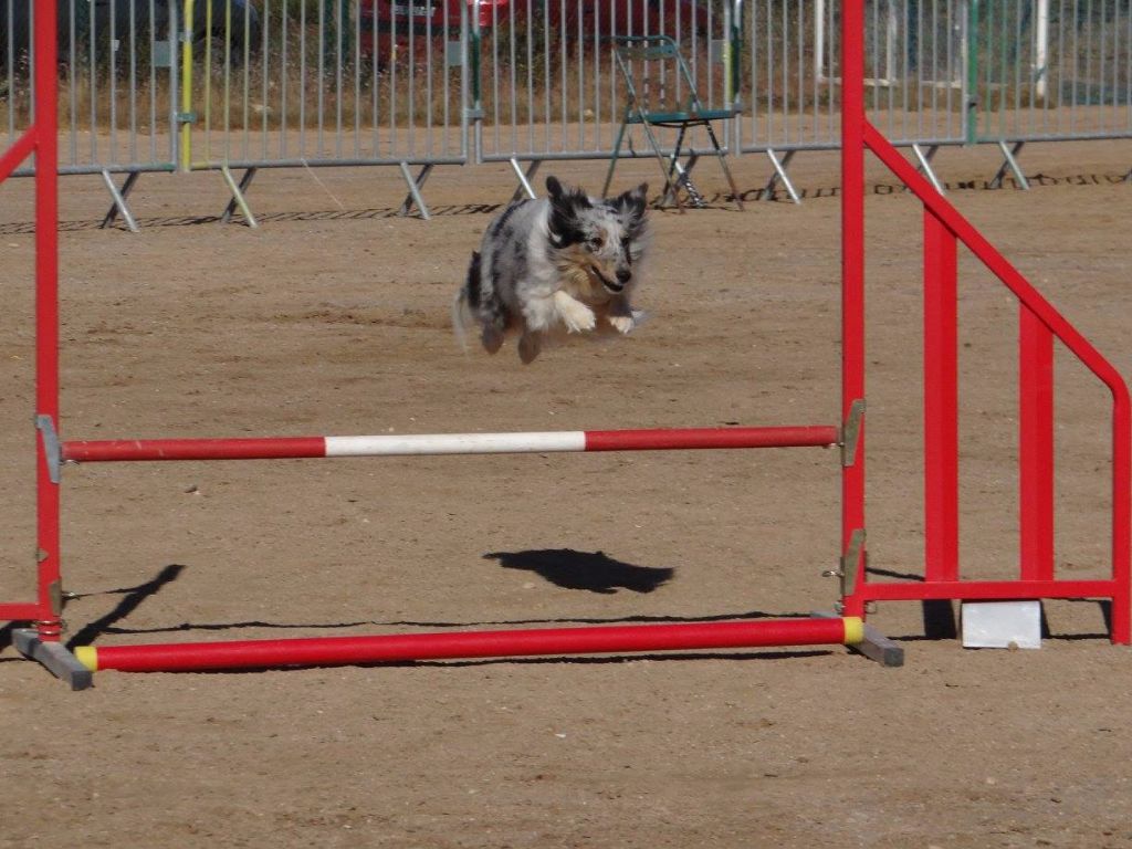 des Crocs de Provence - Concours d'agility du PUCH