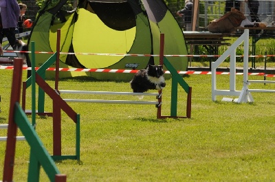 des Crocs de Provence - Concours d'agility de Villeneuve Loubet