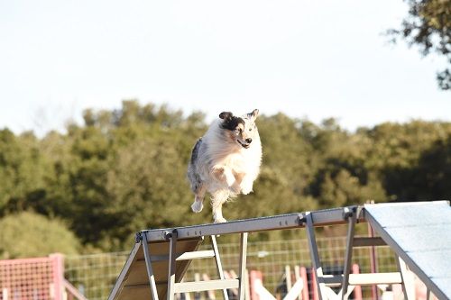 des Crocs de Provence - Concours d'agility de Damparis