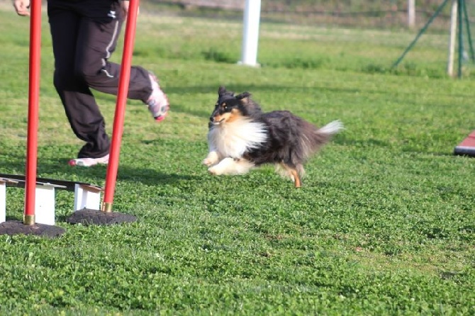 des Crocs de Provence - Brevet d'agility pour Petit Kiri