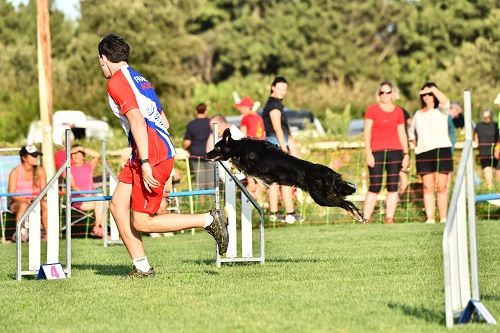 des Crocs de Provence - Concours d'agility de Saint Martin de Crau