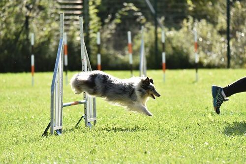 des Crocs de Provence - J'imagine au concours d'agility des Cadéous