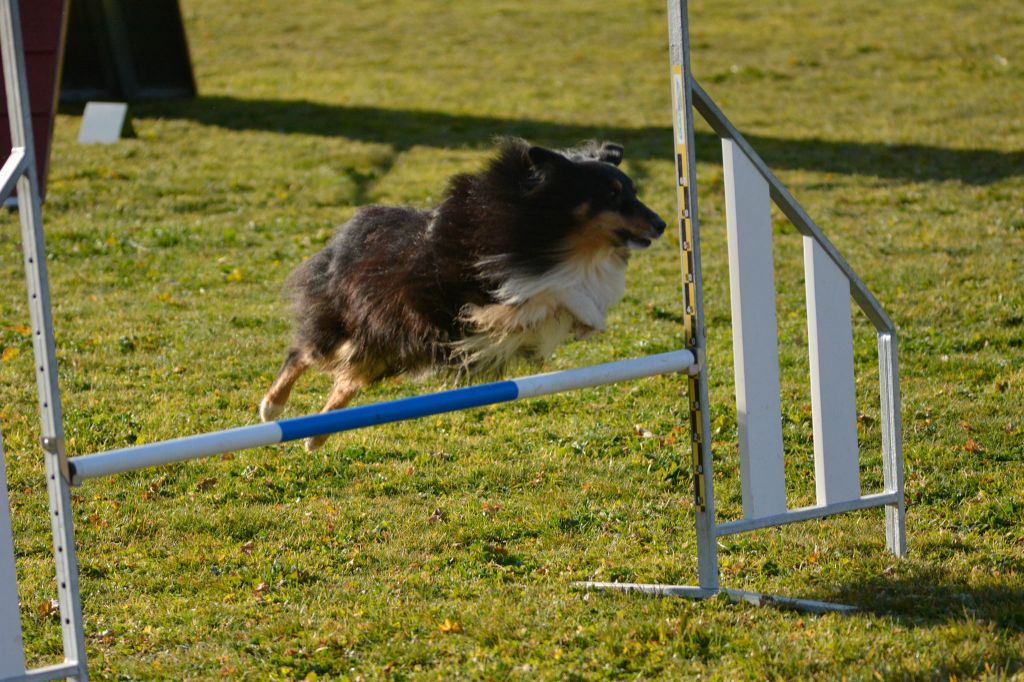 des Crocs de Provence - Iakari au concours d'agility des Cadéou