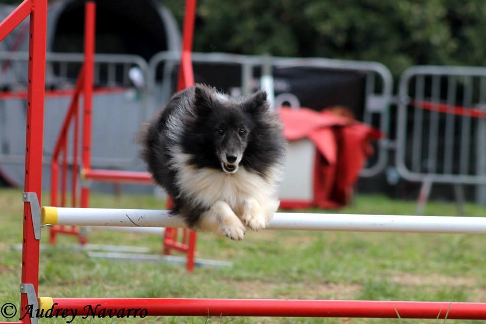 des Crocs de Provence - Concours d'agility du Chaffaut