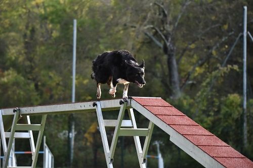 des Crocs de Provence - Concours d'agility des Cadéous