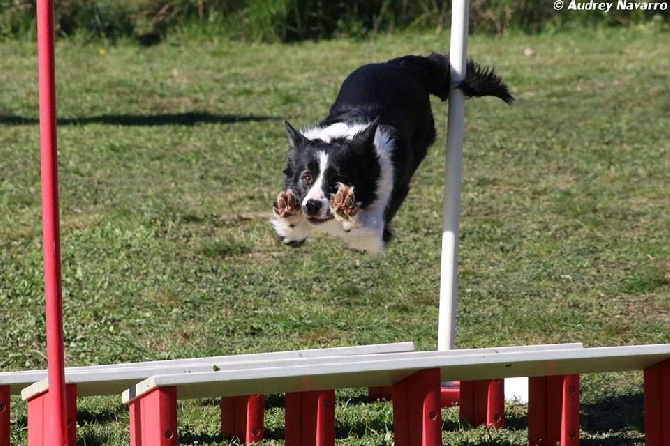 des Crocs de Provence - Concours d'agility de Martigues