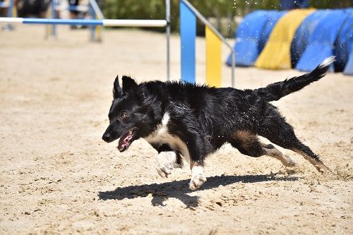 des Crocs de Provence - Concours d'agility des Cadéous