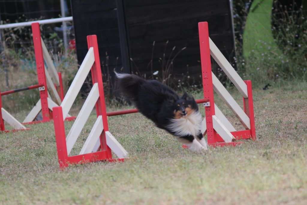 des Crocs de Provence - Concours d'agility de Saint Etienne de Crossey